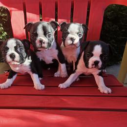Boston Terrier, Doberman Pinscher, French Bulldog, and Shiba Inu Puppies from Diamonds In The Ruff Boston Terriers