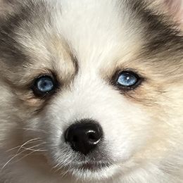 Girl 2 - Pomsky puppy in Tennessee from Hudson’s Huskies & Pomskies