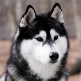 Seamus - Siberian Husky