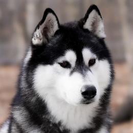Seamus - Siberian Husky