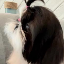 Blush - Shih Tzu