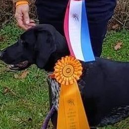 German Shorthaired Pointers from Janice's German Shorthaired Pointers