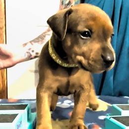 Female 3 - Red female German Pinscher puppy in Chatham, Virginia from WMHK9/Roolyn German Pinschers