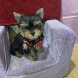 Yorkshire Terrier Puppies from Charm's Kennel