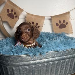 Maggie - Chocolate female Dachshund puppy in New Albany, Mississippi from Double A. Doxies