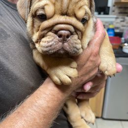 Aurora - Bulldog puppy from Bully’s of Naboo