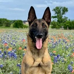 Quora - Belgian Malinois