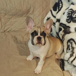 Franklin - Fawn and white male French Bulldog puppy in Lake Helen, Florida from Bouquet Bulldogs