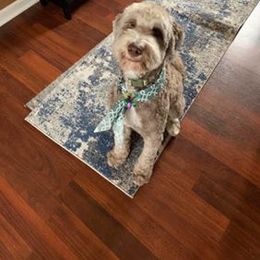 Goldendoodle, Poodle, and Sheepadoodle All Grown Up from Brewer's Goldendoodles & Sheepadoodles