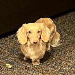 Meverick - Dachshund