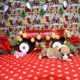 Pink collar Female - Red and white female Miniature Bull Terrier puppy in Fontana, California from JLB Beagles & MBT