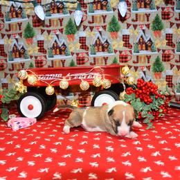 Pink collar Female - Red and white female Miniature Bull Terrier puppy in Fontana, California from JLB Beagles & MBT