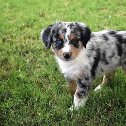 Cirra - Blue merle female Australian Shepherd puppy in San Tan Valley, Arizona from Mott Ranch - Blazin' Sun Aussies