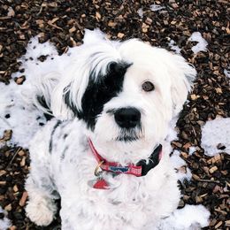 Portuguese Water Dogs from North Shore PWD puppies available to go to their forever homes June 1st!