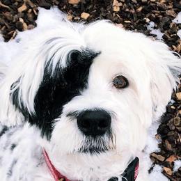 Portuguese Water Dogs from North Shore PWD puppies available to go to their forever homes June 1st!