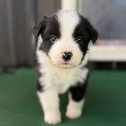 Mischief - Black and white female Border Collie puppy in Kalispell, Montana from North Fork Border Collies