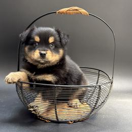 Oscar - Black tri male Miniature Australian Shepherd puppy in Covington, Pennsylvania from Rigas Mini Aussies LLC