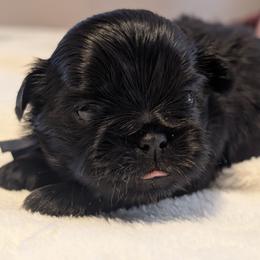 Walker - Black and white male Shih Tzu puppy in Claxton, Georgia from Small Pawz Shih tzu