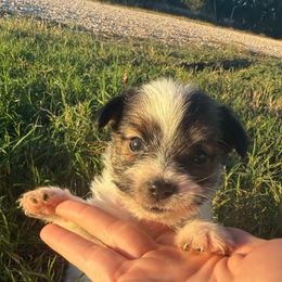 Dot - White and black male Russell Terrier puppy in Lakehills, Texas from Simply Southern Retrievers, LLC