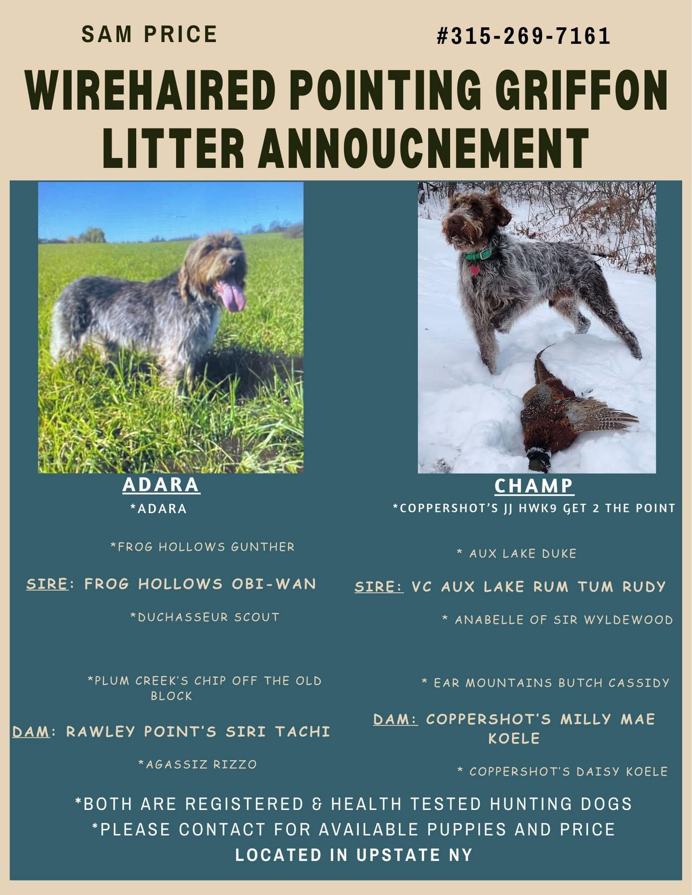 Rhelm Adaras Rhelm in New York | Wirehaired Pointing Griffon puppies | Good Dog