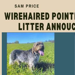 Wirehaired Pointing Griffons from Adaras Rhelm