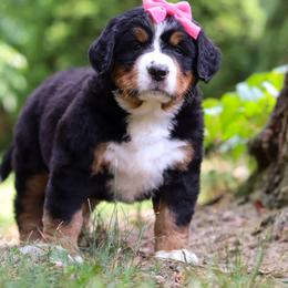 Iris OFA - Black rust and white female Bernese Mountain Dog puppy in Strasburg, Ohio from Lois Allison