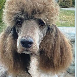 Kurly - Poodle