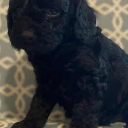 Cockapoos, Goldendoodles, and Poodles from Mason Farmhouse Poodles, Doodles & Poos (Breeding & Stud Services)