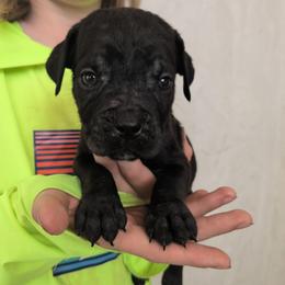 Yellow collar: Clover - Black female Cane Corso puppy in Franktown, Colorado from Earth and Ship Cane Corso