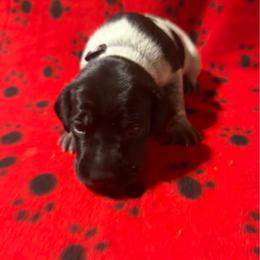 Grey - Black roan male German Shorthaired Pointer puppy in Jackson, Georgia from Rosengrace Gsps (formerly Tiner GSP’s)