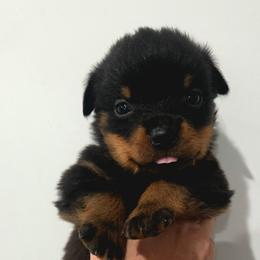 Boy 4 T litter - Black and tan male Rottweiler puppy in San Antonio, Texas from HAUS OF RZA
