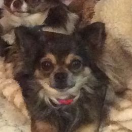 Zoey - Chihuahua