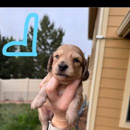 Dachshund Puppies from Sarah’s Dachshies