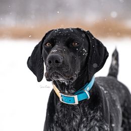 Draco - German Shorthaired Pointer