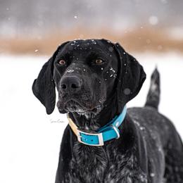 Draco - German Shorthaired Pointer