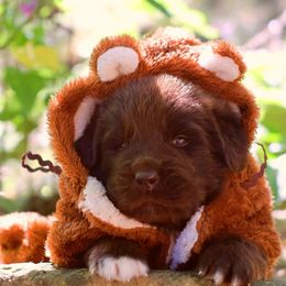 Kraken - Brown male Newfoundland puppy in Madison, Wisconsin from Riddle Family Newfoundland