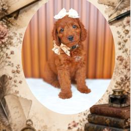 Novel - Red  female Goldendoodle puppy in Norcross, Georgia from Teddy Puppies