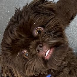 Shih Tzu Puppies from LaDawn’s Little Lions