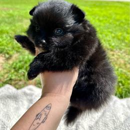 Wallace - Black male Pomeranian puppy in Springfield, Missouri from Hope Mountain Pomeranians