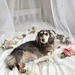 Harley - Dachshund