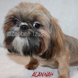 Alannah - Shih Tzu