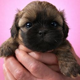 Romi - Red female Shih Tzu puppy in Tallahassee, Florida from Bows and Bow Ties