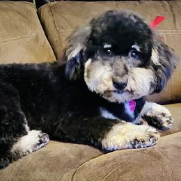 Bailey - Bernedoodle