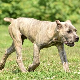 Cane Corso Puppies from Willow Creek Cane Corsos