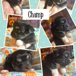 Champ - Black and white male Chihuahua puppy in South Charleston, Ohio from Fine Whines & Lickers