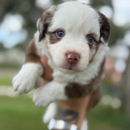 Trina ASDR - Red merle female Toy Australian Shepherd puppy in Polk City, Florida from Skaky Shepherds