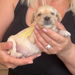 Helen - Cream female Goldendoodle puppy in Lake Panasoffkee, Florida from Donnas Deluxe Doodles LLC