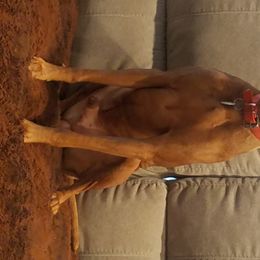 Vizsla Puppies from Mill Pond Farm Vizslas