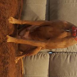 Vizsla Puppies from Mill Pond Farm Vizslas