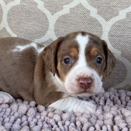 CKC Boy 3 - Dapple male Dachshund puppy in Joshua Tree, California from Desert Dreams Ranch